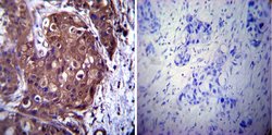 Invitrogen p23 Monoclonal Antibody (JJ3) 100 &mu;L; Unconjugated:Antibodies,