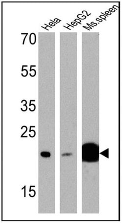 Invitrogen p23 Monoclonal Antibody (JJ3) 100 &mu;L; Unconjugated:Antibodies,