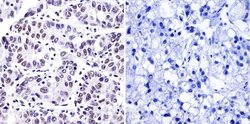 Phosphatidylinositol 4,5-bisphosphate Monoclonal Antibody (2C11), Invitrogen