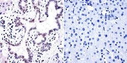 Phosphatidylinositol 4,5-bisphosphate Monoclonal Antibody (2C11), Invitrogen