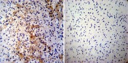 Invitrogen CRMP5 Monoclonal Antibody (CR-3) 100 &mu;L; Unconjugated:Antibodies,