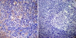Invitrogen CRMP5 Monoclonal Antibody (CR-3) 100 &mu;L; Unconjugated:Antibodies,