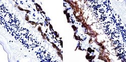 Invitrogen™ S-arrestin Monoclonal Antibody (PDS1)