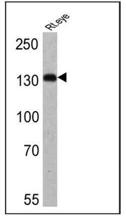 Invitrogen HCN4 Monoclonal Antibody (SHG 1E5) 100 &mu;L; Unconjugated:Antibodies,