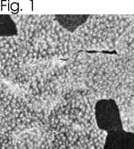 SERCA1 ATPase Monoclonal Antibody (IIH11), Invitrogen™