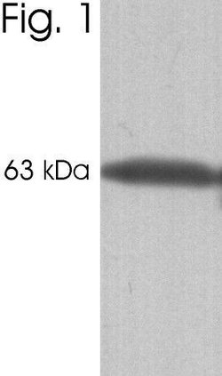 Invitrogen Calsequestrin Monoclonal Antibody (VIIID12) 100 &mu;L; Unconjugated:Antibodies,