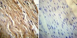 Invitrogen Calsequestrin Monoclonal Antibody (VIIID12) 100 &mu;L; Unconjugated:Antibodies,
