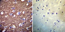 Invitrogen PMCA ATPase Monoclonal Antibody (5F10) 100 &mu;L; Unconjugated:Antibodies,
