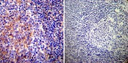 Invitrogen PMCA ATPase Monoclonal Antibody (5F10) 100 &mu;L; Unconjugated:Antibodies,