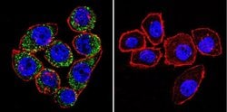 Invitrogen ATP1A3 Monoclonal Antibody (XVIF9-G10) 100 &mu;g; Unconjugated:Antibodies,