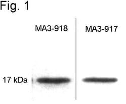 Invitrogen Calmodulin Monoclonal Antibody (6D4) 100 &mu;L; Unconjugated:Antibodies,