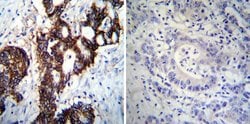 ATP1A1 Monoclonal Antibody (M7-PB-E9), Invitrogen 400 &mu;L; Unconjugated:Antibodies,