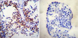 ATP1A1 Monoclonal Antibody (M7-PB-E9), Invitrogen 400 &mu;L; Unconjugated:Antibodies,