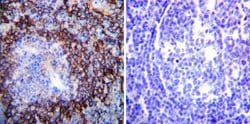 ATP1A1 Monoclonal Antibody (M7-PB-E9), Invitrogen 400 &mu;L; Unconjugated:Antibodies,