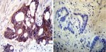 ATP1B1 Monoclonal Antibody (M17-P5-F11), Invitrogen™