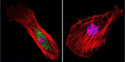 Invitrogen Mu-Calpain Monoclonal Antibody (9A4H8D3) 100 &mu;g; Unconjugated:Antibodies,