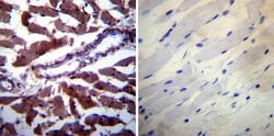 Invitrogen Calpastatin Monoclonal Antibody (2G11D6) 100 &mu;L; Unconjugated:Antibodies,