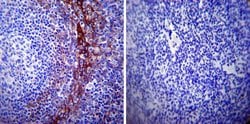 Invitrogen Calpastatin Monoclonal Antibody (2G11D6) 100 &mu;L; Unconjugated:Antibodies,