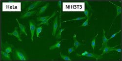 Invitrogen HSP70 Monoclonal Antibody (2A4) 100 &mu;L; Unconjugated:Antibodies,