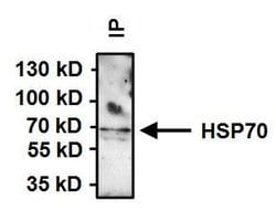 Invitrogen HSP70 Monoclonal Antibody (2A4) 100 &mu;L; Unconjugated:Antibodies,