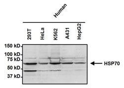 Invitrogen HSP70 Monoclonal Antibody (2A4) 100 &mu;L; Unconjugated:Antibodies,