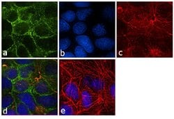 Invitrogen HSC70 Monoclonal Antibody (13D3) 100 &mu;L; Unconjugated:Antibodies,