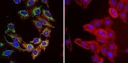 Invitrogen mtHSP70 Monoclonal Antibody (JG1) 100 &mu;L; Unconjugated:Antibodies,