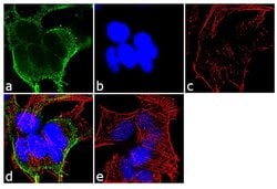 Invitrogen alpha Adaptin Monoclonal Antibody (AC1-M11) 500 &mu;L; Unconjugated:Antibodies,