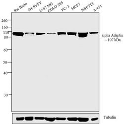 Invitrogen alpha Adaptin Monoclonal Antibody (AC1-M11) 500 &mu;L; Unconjugated:Antibodies,