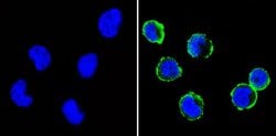 CD31 Monoclonal Antibody (HEC7), Invitrogen 200 &mu;g; Unconjugated:Antibodies,