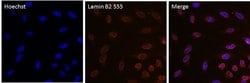 Invitrogen Lamin B2 Monoclonal Antibody (E-3), Alexa Fluor 555 50 &mu;L;
