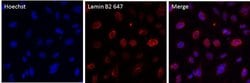 Invitrogen™ Lamin B2 Monoclonal Antibody (E-3), Alexa Fluor™ 647