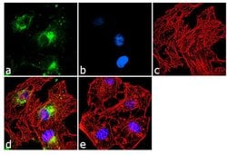 HIP Monoclonal Antibody (2G6), Invitrogen 50 &mu;L; Unconjugated:Antibodies,