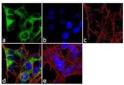 Invitrogen CRMP5 Monoclonal Antibody (CR-3) 100 &mu;L; Unconjugated:Antibodies,