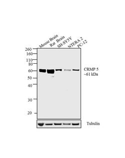 Invitrogen CRMP5 Monoclonal Antibody (CR-3) 100 &mu;L; Unconjugated:Antibodies,