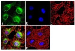 Invitrogen Calmodulin Monoclonal Antibody (6D4) 100 &mu;L; Unconjugated:Antibodies,