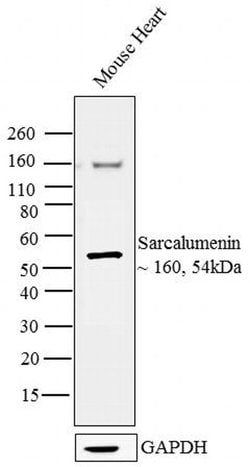 Invitrogen Sarcalumenin Monoclonal Antibody (XIIC4) 100 &mu;L; Unconjugated:Antibodies,