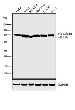 Invitrogen Mu-Calpain Monoclonal Antibody (9A4H8D3) 100 &mu;g; Unconjugated:Antibodies,