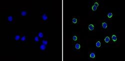 Invitrogen CD44 Monoclonal Antibody (1M7.8.1) 500 &mu;g; Unconjugated:Antibodies,