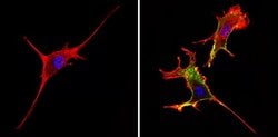 Invitrogen CD44 Monoclonal Antibody (1M7.8.1) 500 &mu;g; Unconjugated:Antibodies,