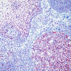 DP1 Monoclonal Antibody (1DP06 (TFD10)), Invitrogen 500 &mu;L; Unconjugated:Antibodies,