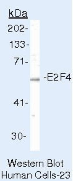 E2F4 Monoclonal Antibody (4E2F04 (WUF10)), Invitrogen 500 &mu;L; Unconjugated:Antibodies,