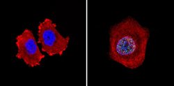 Rb Monoclonal Antibody (1F8 (Rb1)), Invitrogen 500 &mu;L; Unconjugated:Antibodies,
