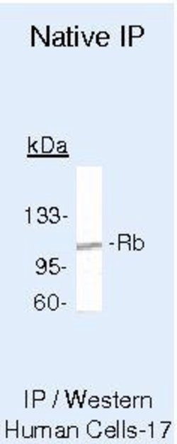 Rb Monoclonal Antibody (1F8 (Rb1)), Invitrogen 500 &mu;L; Unconjugated:Antibodies,