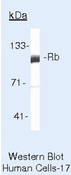 Rb Monoclonal Antibody (1F8 (Rb1)), Invitrogen 500 &mu;L; Unconjugated:Antibodies,