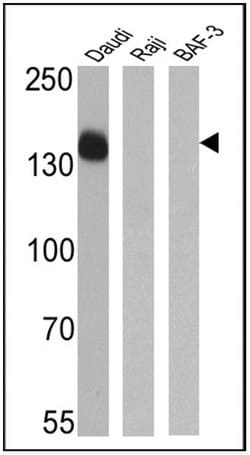 Invitrogen&trade;&nbsp;CD21 Monoclonal Antibody (2G9)