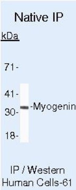 Invitrogen Myogenin Monoclonal Antibody (F5D) 500 &mu;L; Unconjugated:Antibodies,