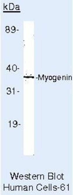 Invitrogen Myogenin Monoclonal Antibody (F5D) 500 &mu;L; Unconjugated:Antibodies,