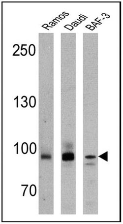 Invitrogen BCL6 Monoclonal Antibody (BL6.02 (PG-B6p)) 500 &mu;L; Unconjugated:Antibodies,
