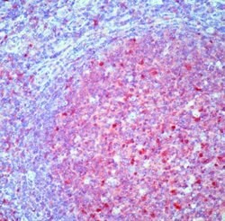 Caspase 3 Monoclonal Antibody (3CSP03 (4.1.18)), Invitrogen 500 &mu;L;